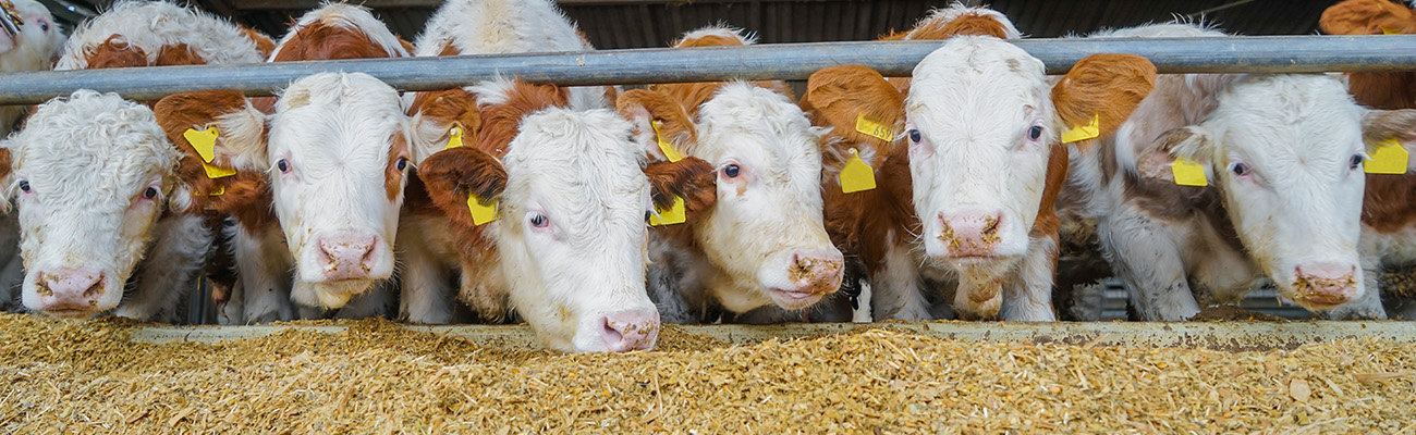 Emission-reduced animal feed