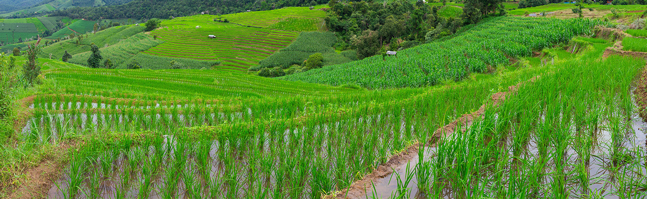 GHG Reduced Rice Production